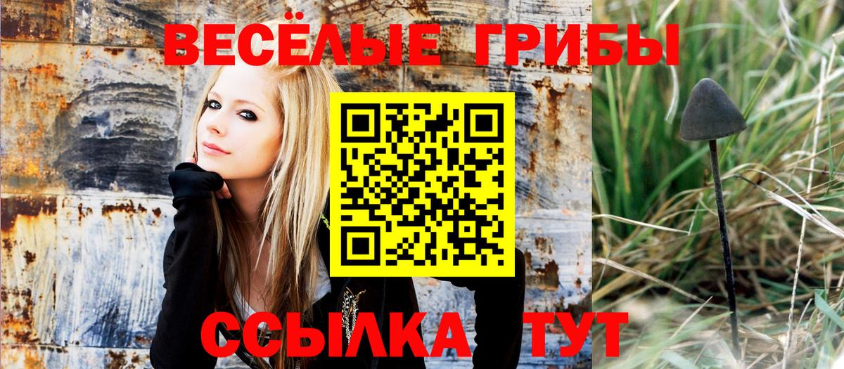 Галлюциногенные грибы Psilocybe Гай